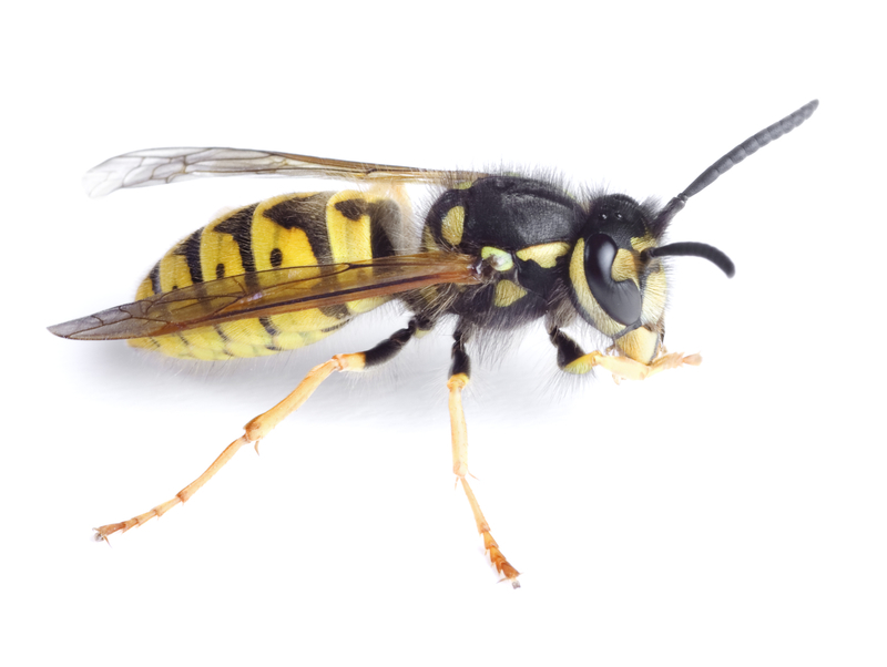 Insektenschutz